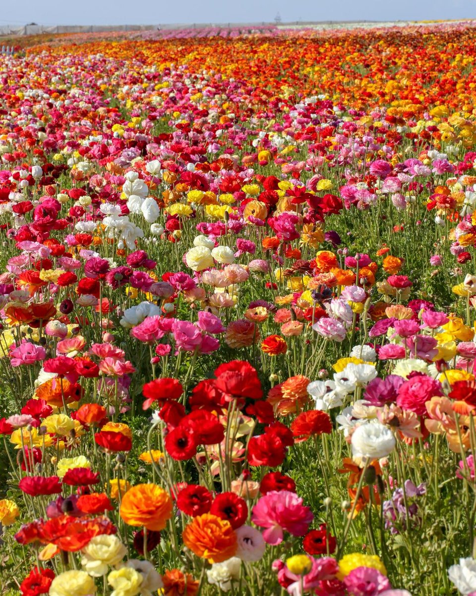 Flower Warriors tweet media