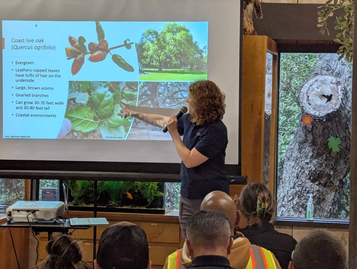 Shothole Borers in California tweet media