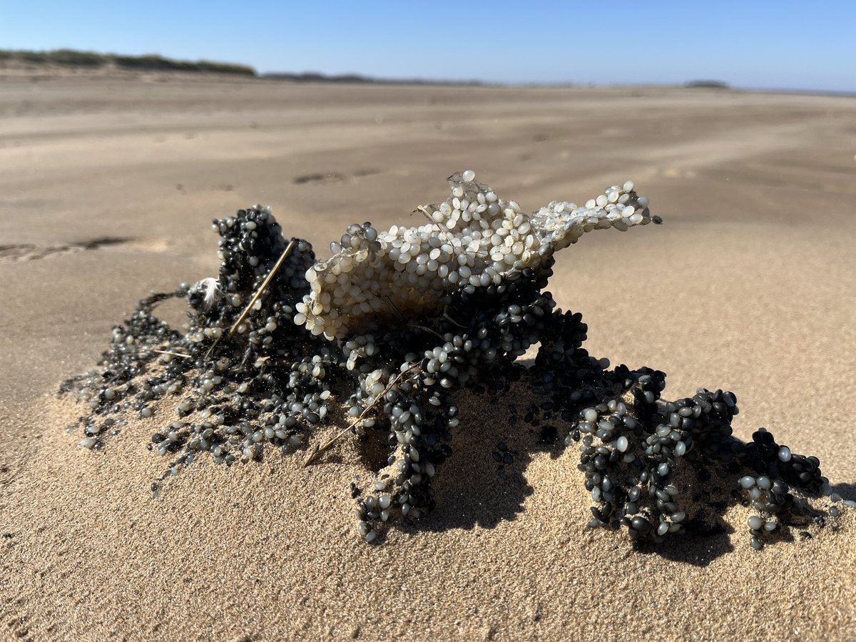 Sad to see nurdles from #tankercrash washed up on our #norfolk beaches