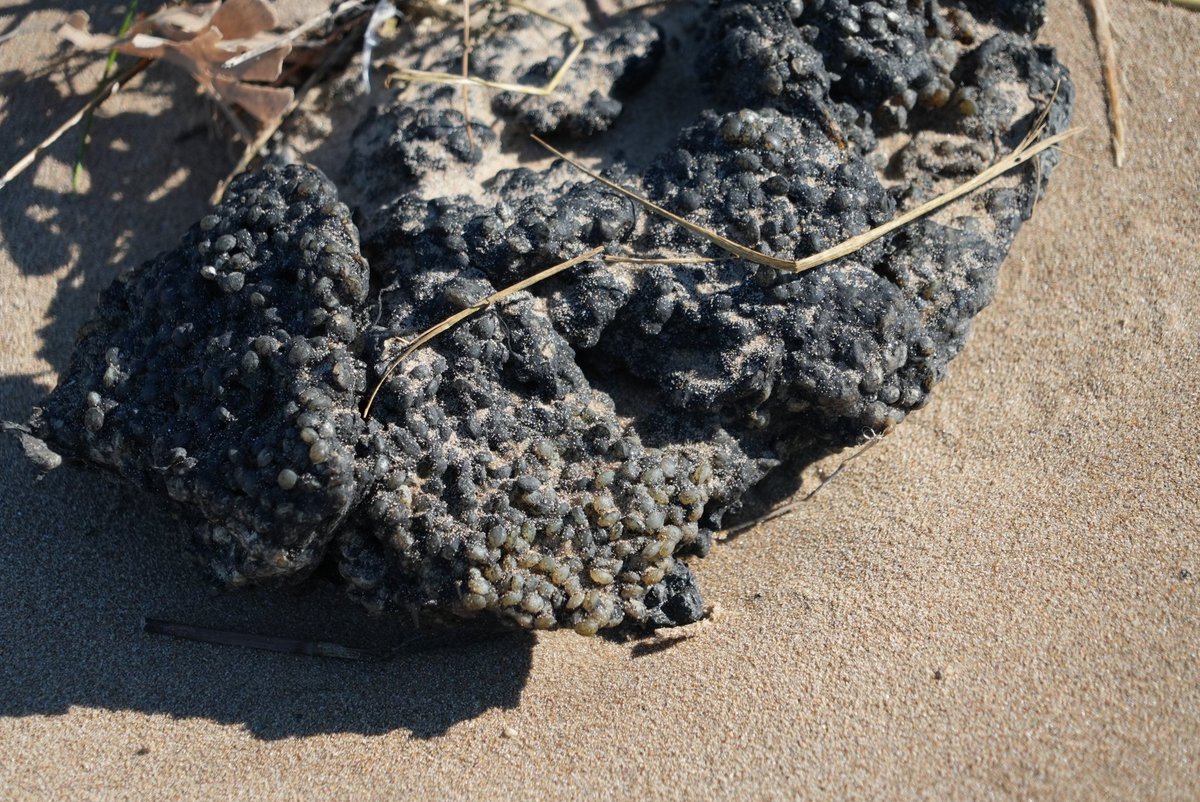 cameramanshaun's tweet photo. Sad to see nurdles from #tankercrash washed up on our #norfolk beaches https://t.co/LbTTVlKX73
