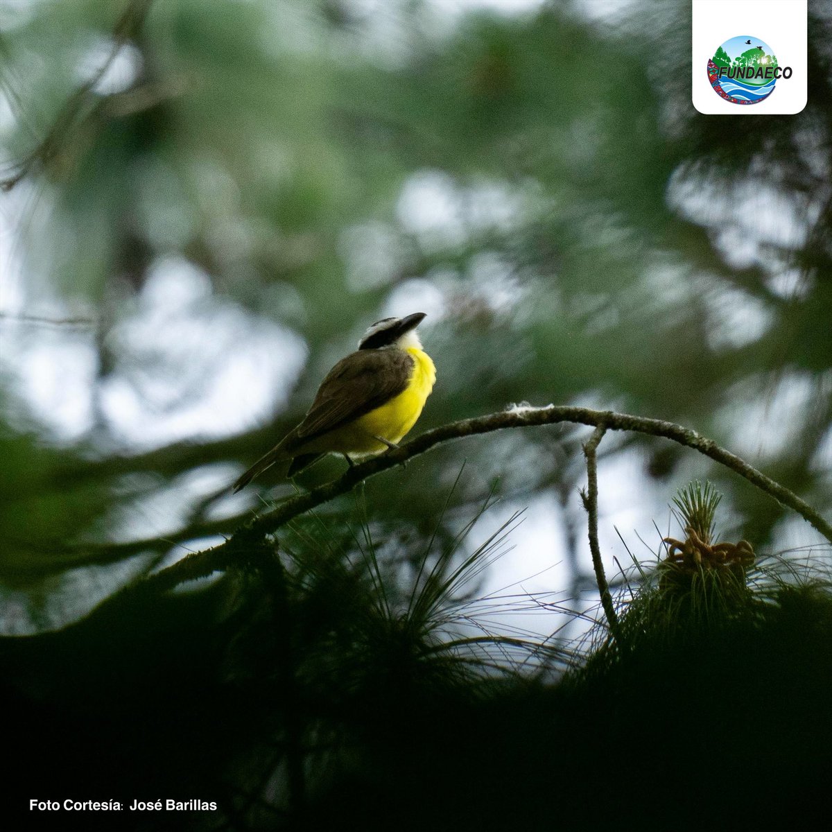 FUNDAECO (@fundaecoguate) on Twitter photo 🦜🌎¡Así vivimos el #CentroaméricaBIGDAY en #FUNDAECO! Observamos 221 especies de aves en Cayalá, Kanajuyú, la #CostadelaConservación y más. Entre ellas, el Picogrueso pecho rosado y la Tangara roja.📸Nota y álbum completo: bit.ly/4iBFJga
#AvesDeGuatemala <a href="/CATA_AgenciaCA/">CATA Centroamérica</a> 🦜🌎¡Así vivimos el #CentroaméricaBIGDAY en #FUNDAECO! Observamos 221 especies de aves en Cayalá, Kanajuyú, la #CostadelaConservación y más. Entre ellas, el Picogrueso pecho rosado y la Tangara roja.📸Nota y álbum completo: bit.ly/4iBFJga
#AvesDeGuatemala <a href="/CATA_AgenciaCA/">CATA Centroamérica</a>