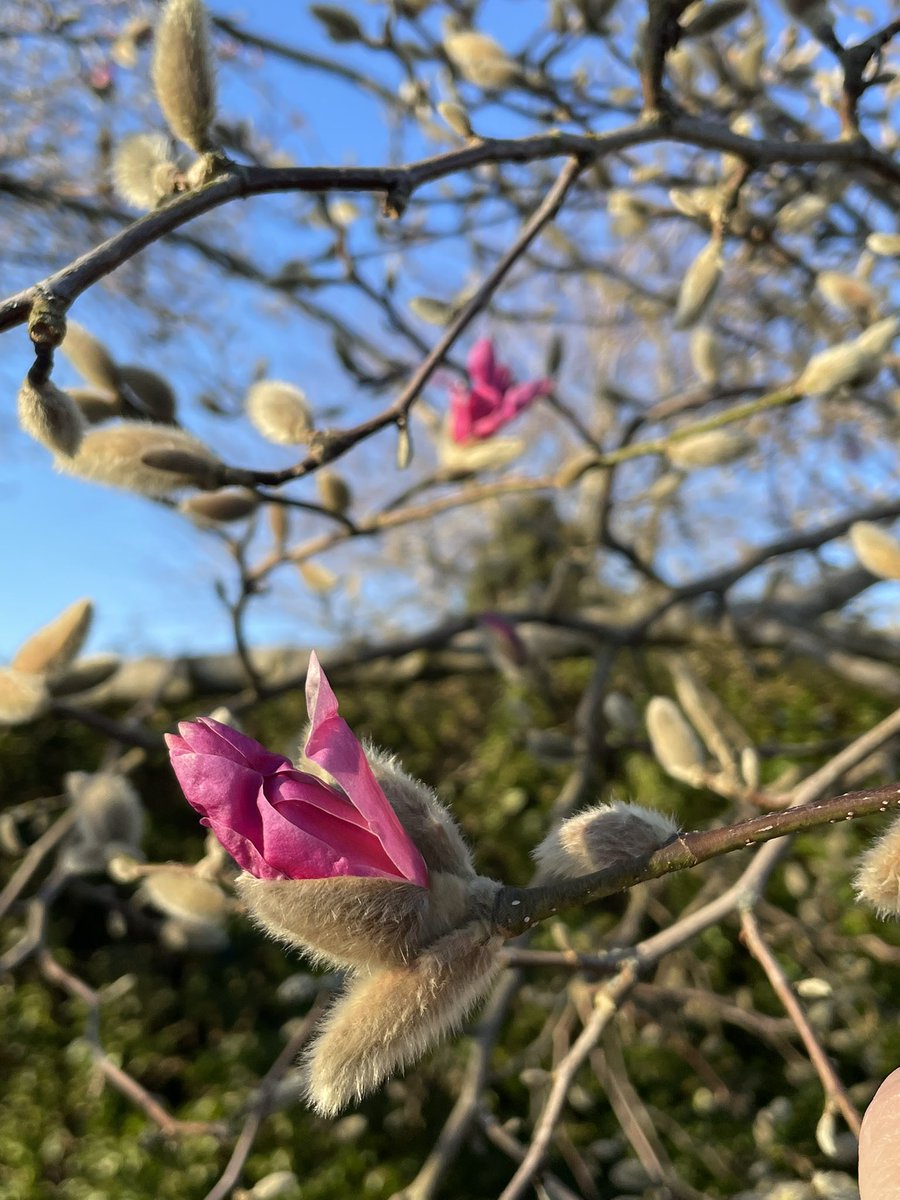 Sarie1108's tweet photo. Beautiful afternoon in the garden, spring is really starting to happen. #thringstone https://t.co/WIM3zFBNZ9