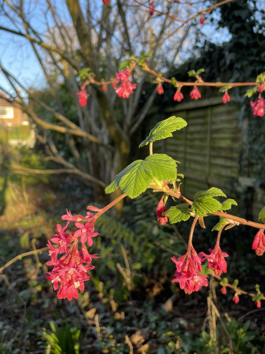 Sarie1108's tweet photo. Beautiful afternoon in the garden, spring is really starting to happen. #thringstone https://t.co/WIM3zFBNZ9