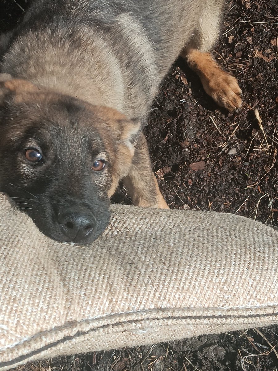 Bite work with Ammo!