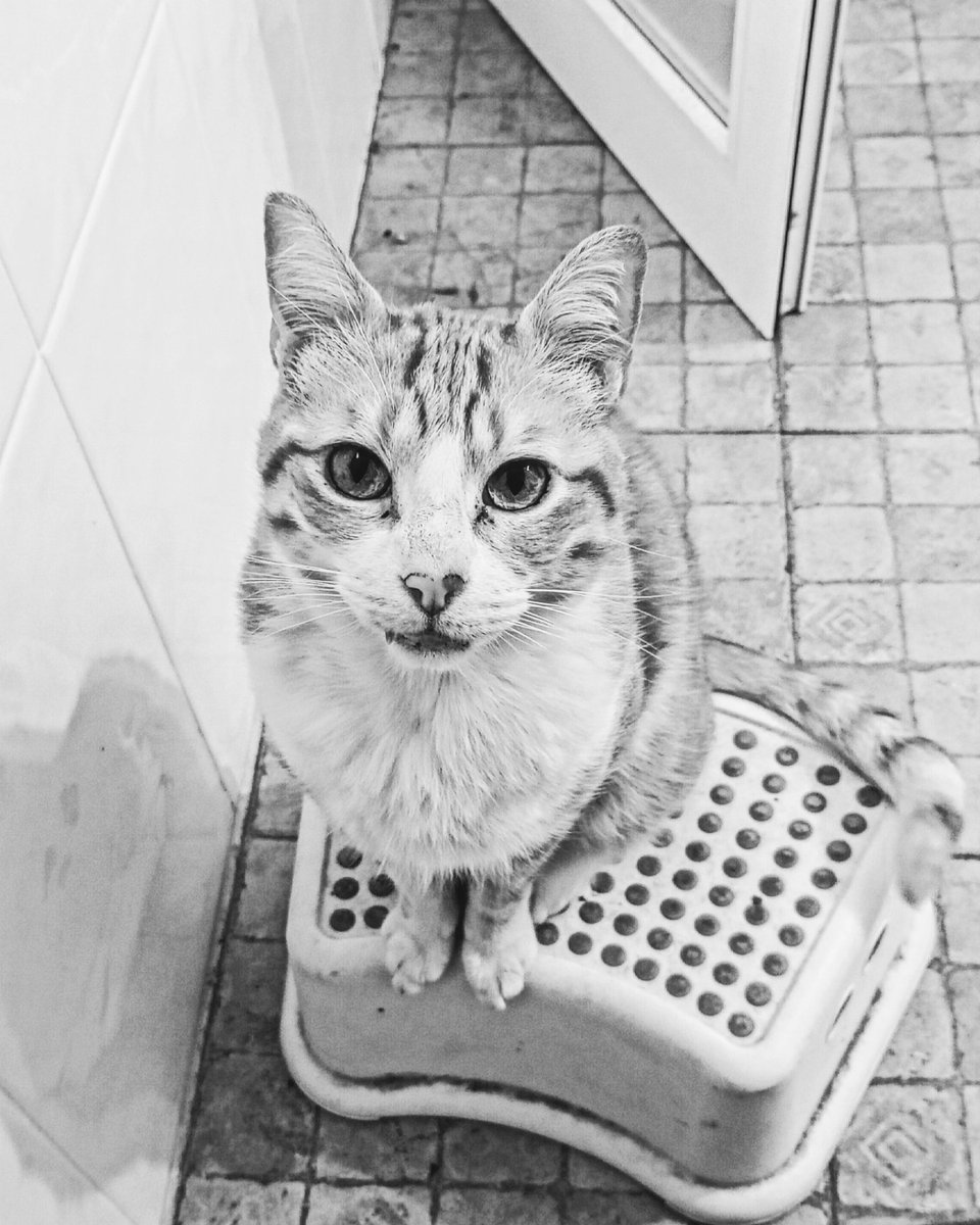 PsycoChio's tweet image. No me digáis que no es lo más bonito que habéis visto nunca? 

#MiMel