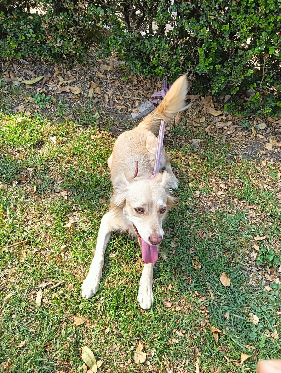 VIBRAmascotas's tweet photo. Miel es bien linda y amigable, tiene 1 año aprox y es muy tranquila, se lleva bien con otros perros 
Necesita un hogar responsable 🙏🏽🙏🏽
#adoptaNoCompres #CDMX #comparte https://t.co/lsXzSZVAye