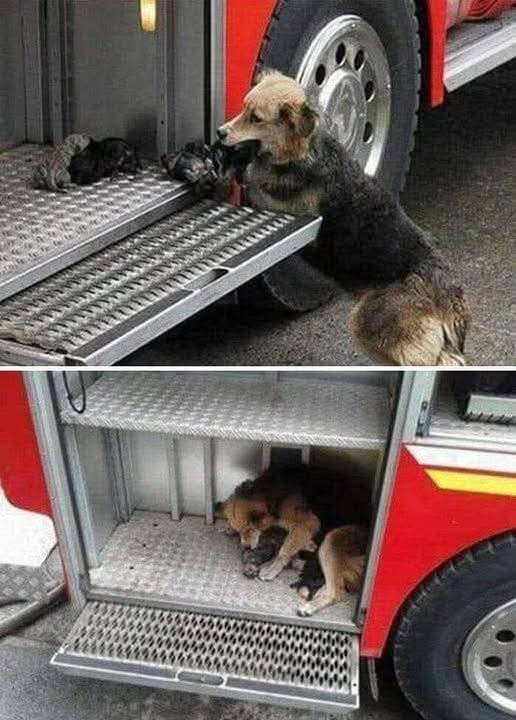 This dog saved all her puppies from fire and put them all in one of the fire trucks 😢❤