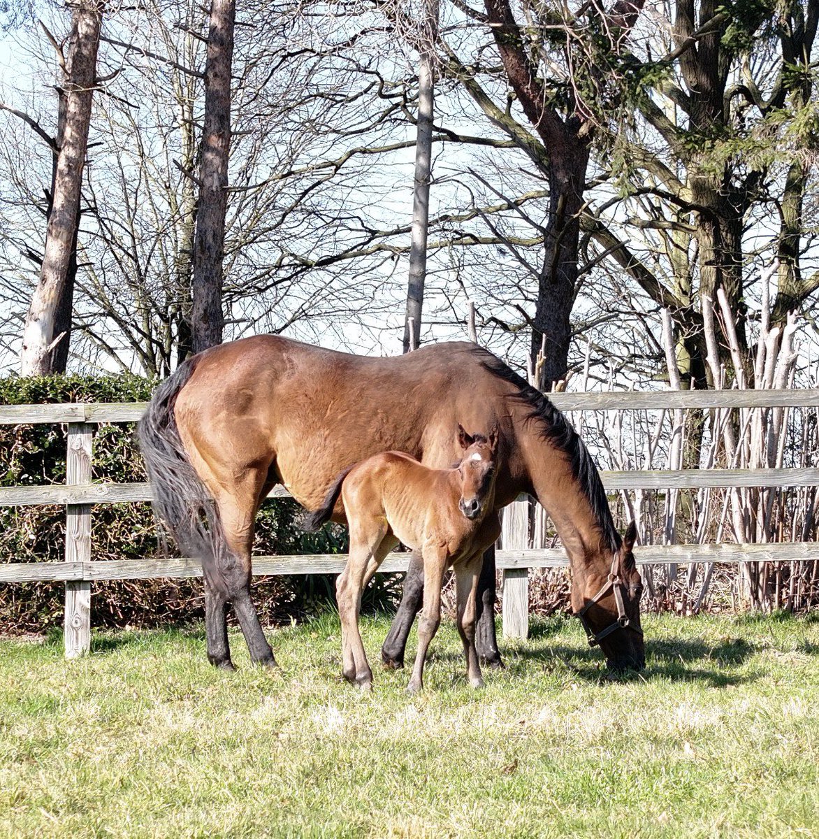 Car Colston Hall Stud tweet media