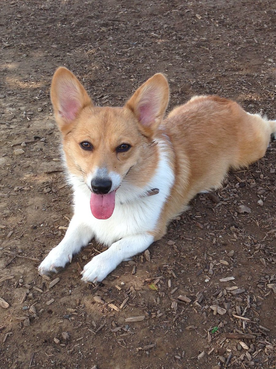 いつかは毛が白っぽくなり
いつかは車椅子を考えたり
いつかはオムツをしたり

そんな風に思ってたんだけどなぁ
病院行く前日までソルに突進してたのにね

妖精のサドル(天使の羽)としてお呼ばれしちゃったのかな？
走るの大好きだもんね
いっぱい食べていっぱい走るんだよ