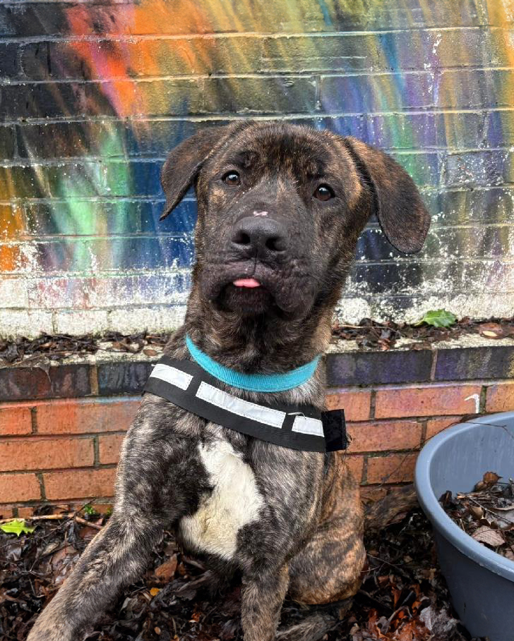 Scottish SPCA 🐾 tweet media