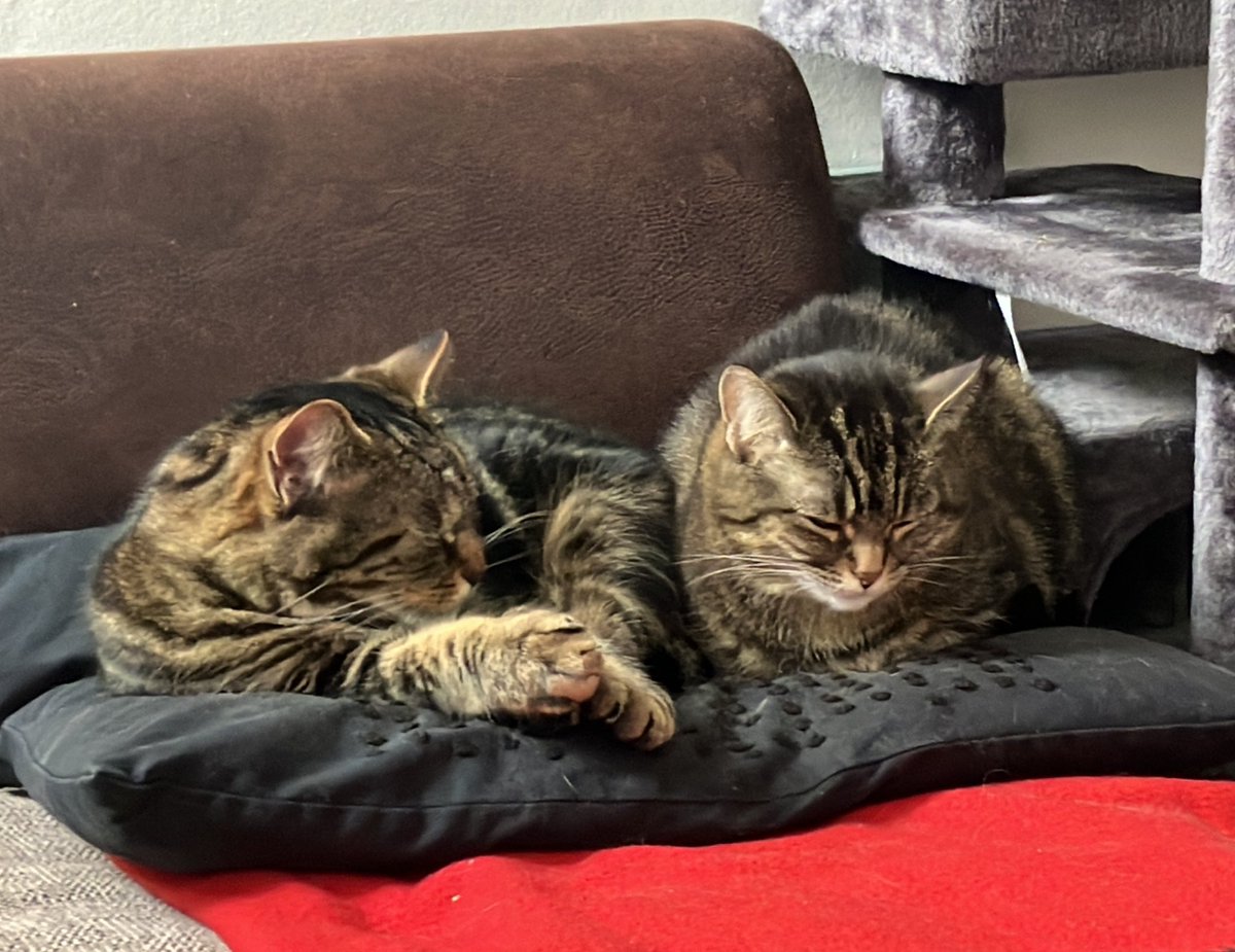 GauntLab's tweet image. Barkley cats be settled in for the next 60 hours or so #bm100 #kittykontent