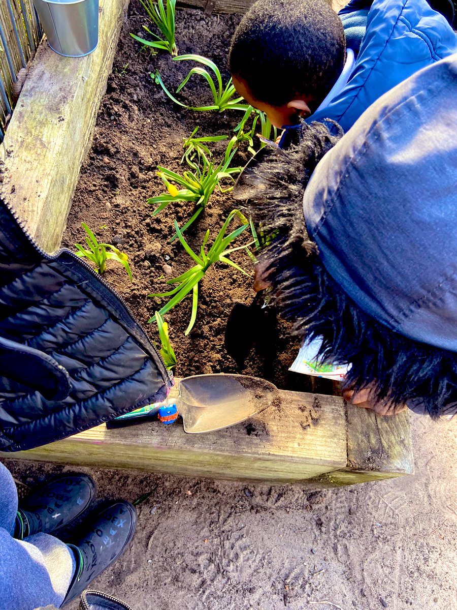 JoPetersEYFS's tweet image. Proud to hear and see our children care for Gods creation. We’ve planted daffodils of hope and we’ve been busy saving plants. 
@RCDivineMercy #outdoorlearning 
#learningthroughnature