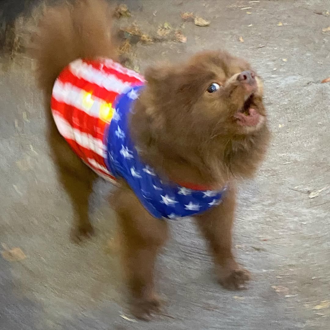 bertcoincto's tweet image. WOOFmornin! 🐶

@solana ACCELERATE!