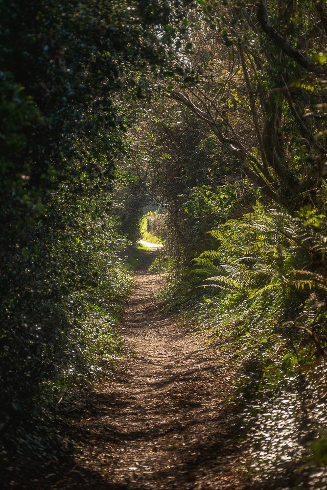Nature portal ✨

#NatureBeauty #NaturePhotography #hampshire