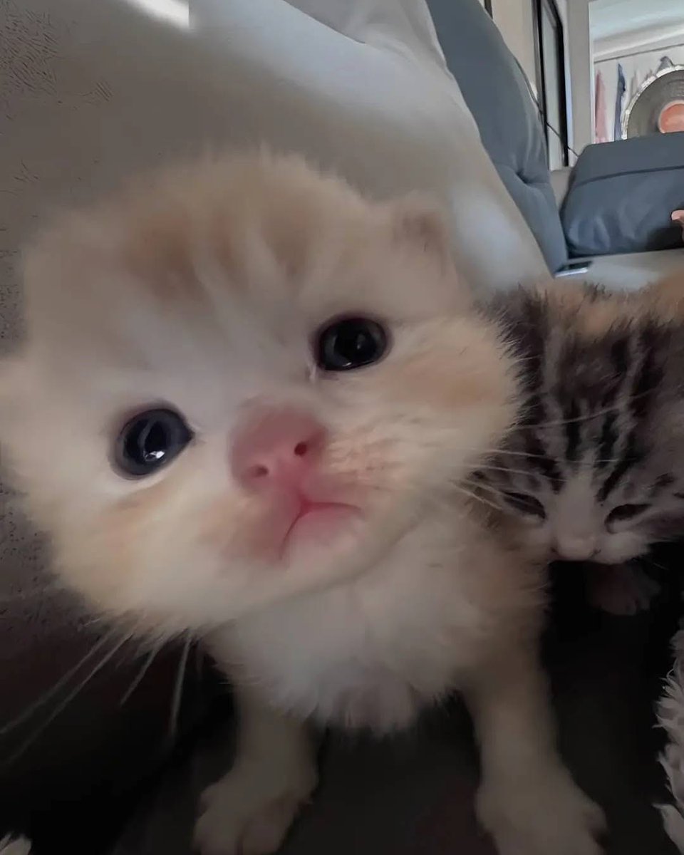 Catsillyness's tweet photo. Close up baby https://t.co/a9idi9ZsJm