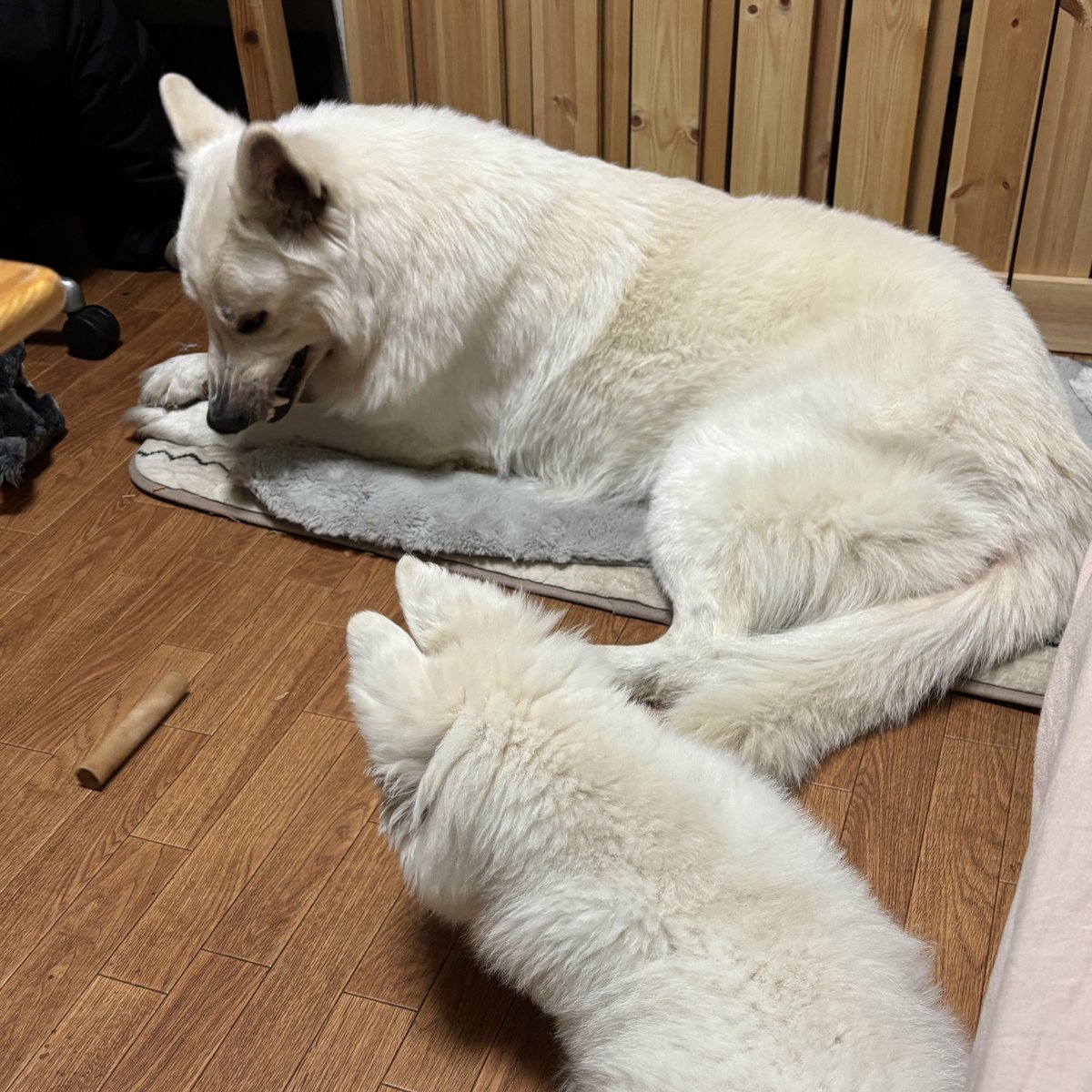 kainehenalu's tweet photo. リアル 黙れ、小僧！ https://t.co/GR2TgbQUBU