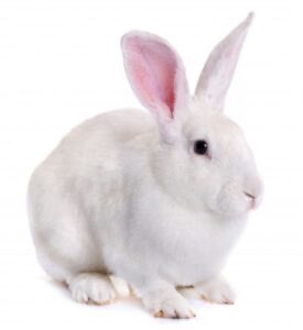 IngersollLockwd's tweet image. White Rabbit.
JFK Assassination-Related Records: What is Currently Available Online
archives.gov/research/jfk/a…