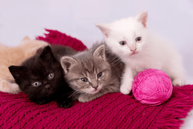 QueTalmagazine's tweet photo. #Mascotas | 🐾 Gatos: 5 juegos para compartir con los felinos de tu casa 🧶
Descúbrelos: https://t.co/DtR4FW3Mil👈
.
.
#cat #peludos #huellitas #quetal https://t.co/pgPonIdvnb