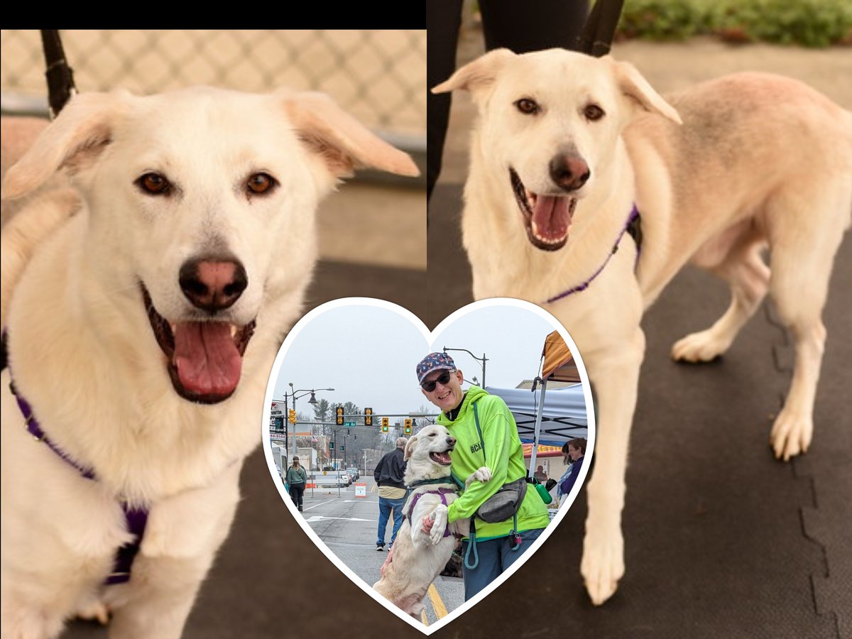 Vinton &amp; Reg. Center for Animal Care &amp; Protection Pet of the Week-Butterbean-a 2 yr old, friendly, neutered male, German shepherd mix. He rides well in the car and appears to be housebroken.  He is also good on leash. Adopt at RCACP located at 1510 Baldwin Ave NE, Roanoke, VA.