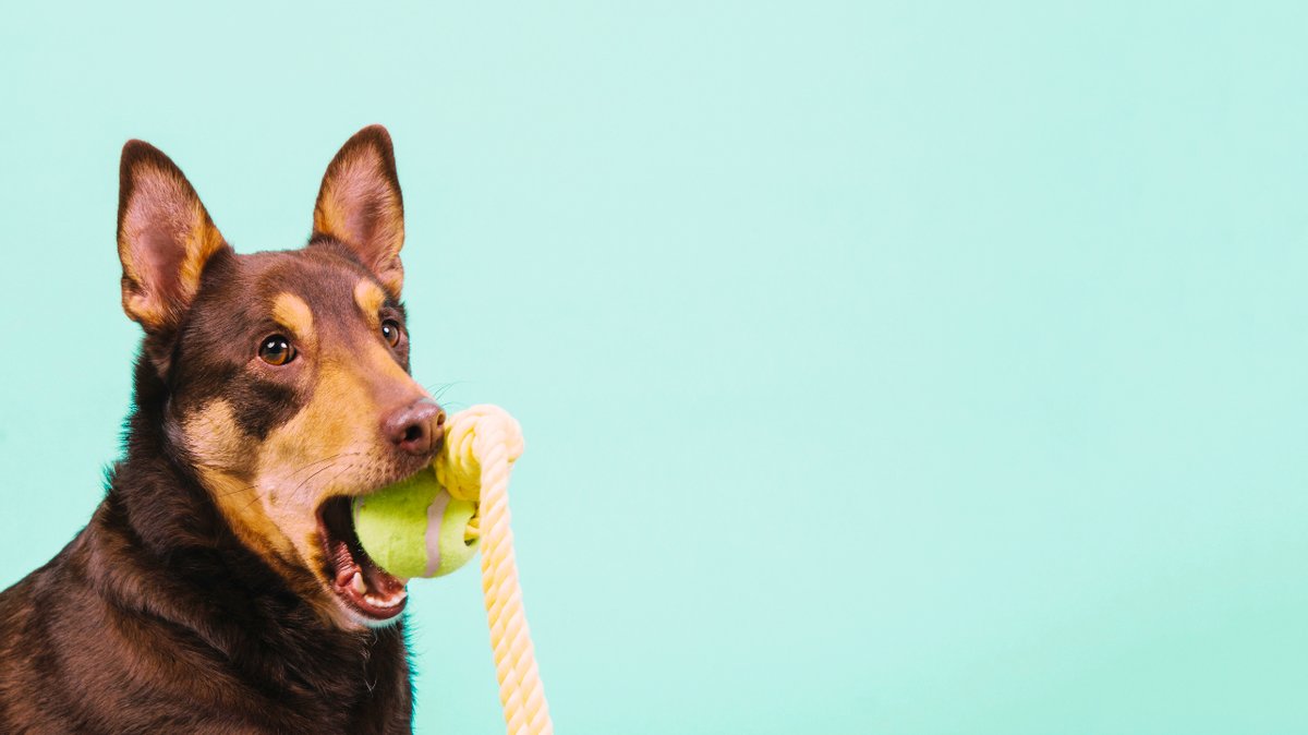 casperpetstore's tweet photo. ¿Los juguetes de tu perro resisten muy poco a su energía perruna? 😬
🙌 Visitá nuestra web y conseguí un juguete resistente a las mordidas de tu perro para que pueda jugar sin preocupaciones.

¡Tenemos todo para amigos peludos con mucha energía! 💥
https://t.co/l15HEkIceN https://t.co/6Kyhl5C6kZ