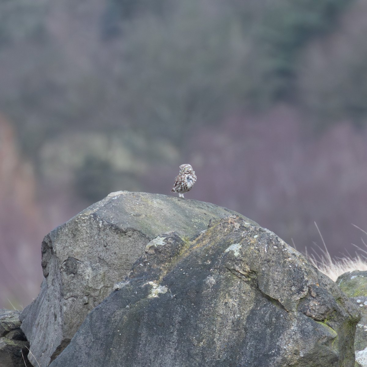 Little Owl - one of three I saw close to Uppermill, Oldham.