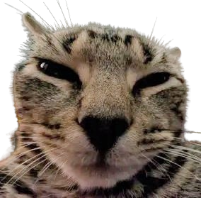 moolala_'s tweet photo. @thisislux she sassy https://t.co/xy0Ak7Vyfh