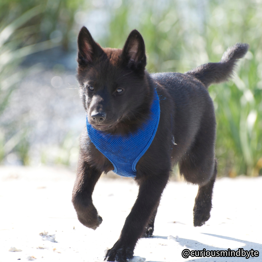 CuriousMindByte's tweet photo. Dog Breed Spotlight: Kai Ken - Rare Japanese breed. Independent and loyal. Good hiking companions. #KaiKen #JapaneseDogs https://t.co/NwF3ioeJGJ
