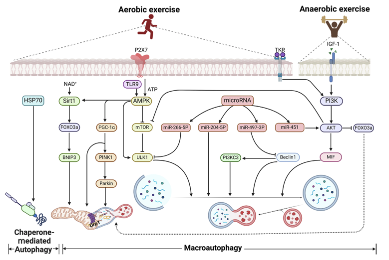 humanOS_me's tweet photo. Different types of exercise activate different autophagic pathways:

🚴🏼 Aerobic exercise (running, cycling) engages AMPK &amp; mTOR, enhancing mitochondrial quality.

🏋🏼‍♂️ Anaerobic exercise (resistance training) activates PI3K/Akt, driving muscle repair and growth. https://t.co/ZRtVUpTAfn