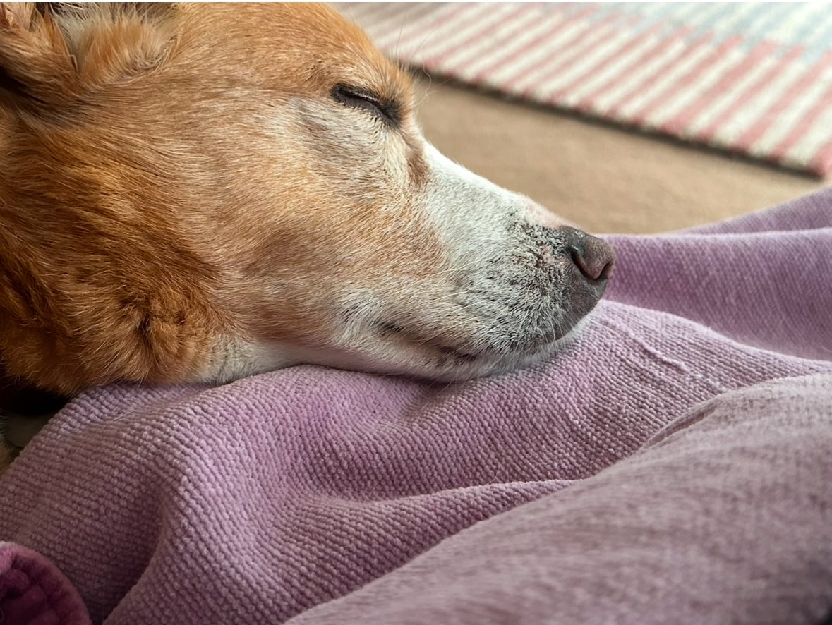 AdventuringJoW's tweet image. Had to say goodbye today to Ted - AKA Mr T, Tedley, Tiddly-Ted, Ted the Shred, Gorgeous Boy, Little Boy, Little Lad, the last Musketeer, etc… First photo on Helm Crag (last full fell walk) Feb 24, and the other taken summer 23.
He was 14 & 3/4 and has been such a lovely dog 💔