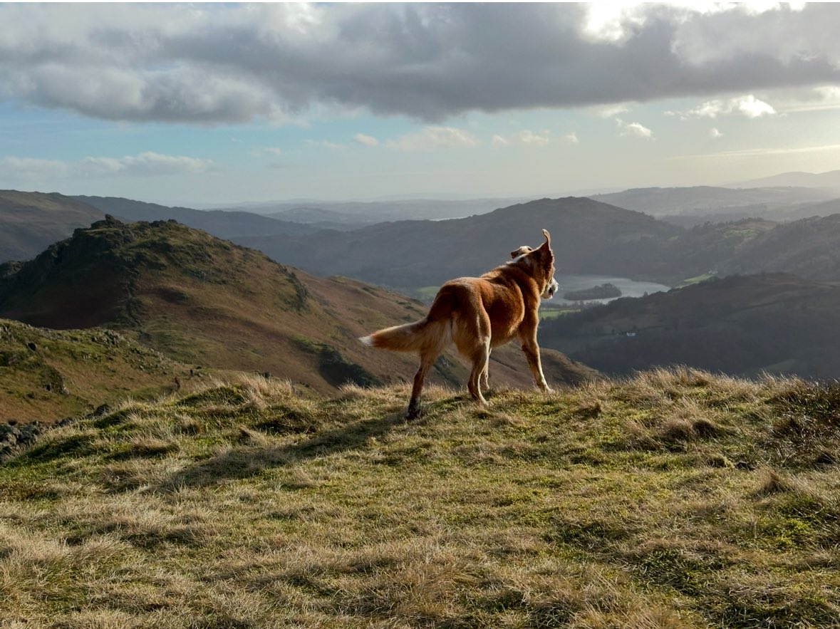 AdventuringJoW's tweet image. Had to say goodbye today to Ted - AKA Mr T, Tedley, Tiddly-Ted, Ted the Shred, Gorgeous Boy, Little Boy, Little Lad, the last Musketeer, etc… First photo on Helm Crag (last full fell walk) Feb 24, and the other taken summer 23.
He was 14 & 3/4 and has been such a lovely dog 💔