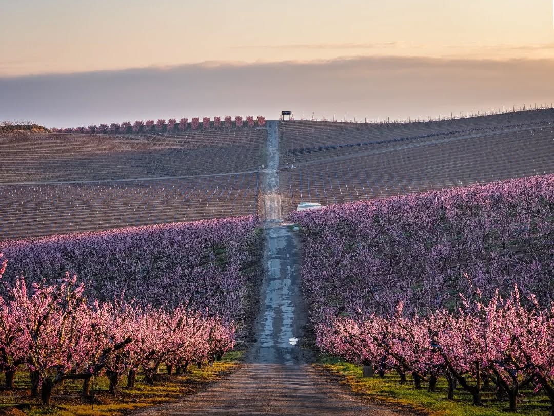 Per despedir lo dimarts, camí #Ponentinament entre el mar de flors a #Aitona de lo @sisco_acosta, merci!