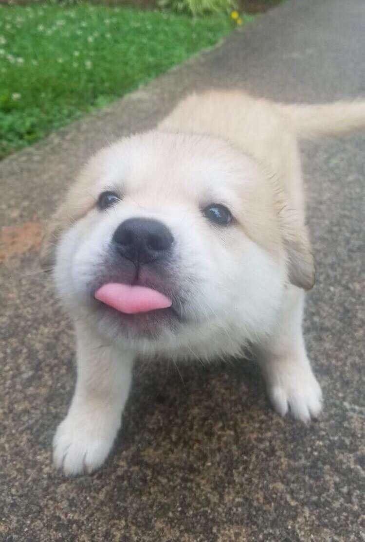 💖 (@twaniimals) on Twitter photo 