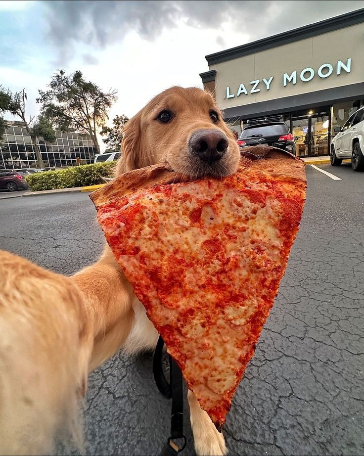 Globalpetlovers's tweet photo. Follow my account fam😊 https://t.co/owhmCXZUFz