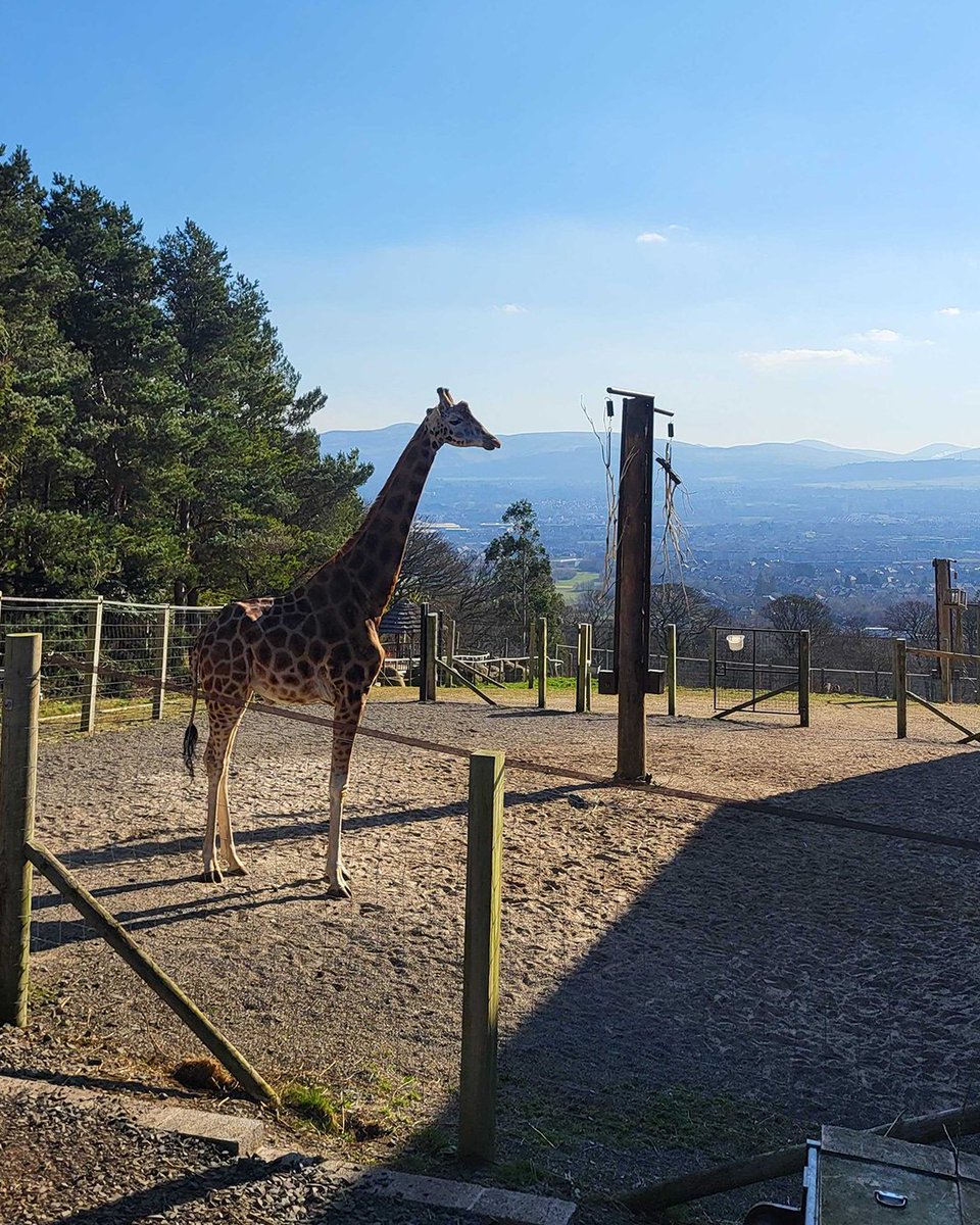 Hibernian Football Club (@hibernianfc) on Twitter photo As part of the Club’s current partnership with <a href="/EdinburghZoo/">Edinburgh Zoo</a>, Hibernian FC staff took part in some volunteering work around the park earlier today. 💚🦒 As part of the Club’s current partnership with <a href="/EdinburghZoo/">Edinburgh Zoo</a>, Hibernian FC staff took part in some volunteering work around the park earlier today. 💚🦒