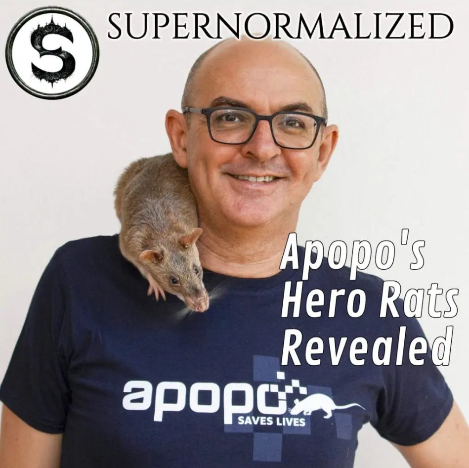 supernormalize's tweet image. In this conversation, CeeJay Barnaby interviews Christophe Cox, CEO of Apopo, an organization that trains rats to detect landmines and tuberculosis. @herorats @podcasthon #landmine #heroes