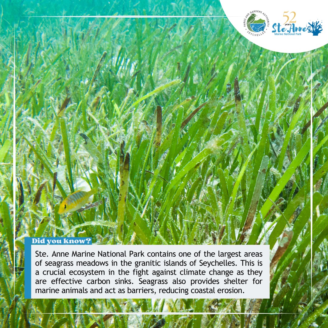 SPGA_Official's tweet photo. 🪸🌊Celebrating 52 Years of the Ste Anne Marine National Park! 🪸🌊
Today we're sharing why the Marine Park plays a crucial role in safeguarding the vast seagrass habitats within its boundaries.
#SteAnne #marinepark #conservation https://t.co/dpl18Paape