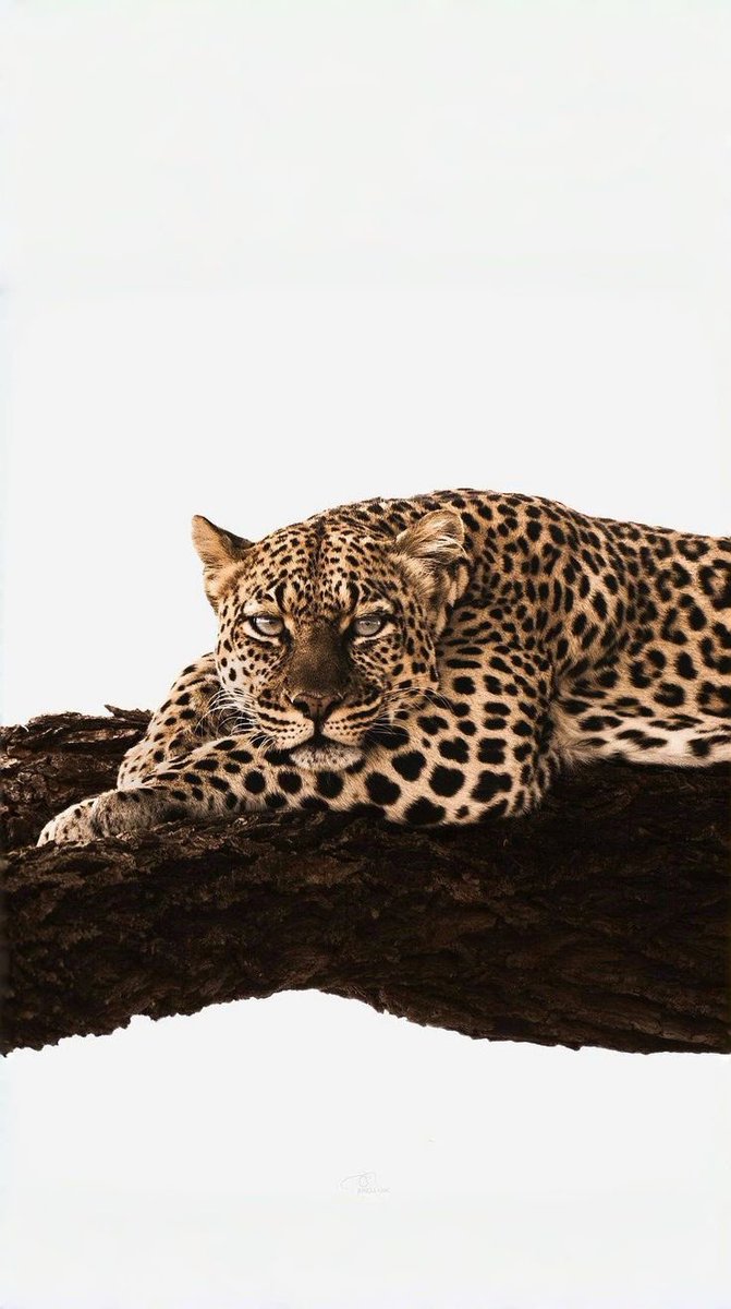 REX (@rexchillect) on Twitter photo 