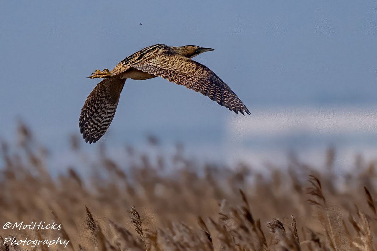 Sofa Birding (@sofabirdermoi) on Twitter photo Bittern in it`s natural habitat. Elmley NNR. <a href="/ElmleyNNR/">Elmley NNR</a> <a href="/BBCSpringwatch/">BBC Springwatch</a> <a href="/RSPBbirders/">RSPB Birders</a> <a href="/KentishPlover/">KOS</a> <a href="/WildlifeMag/">BBC Wildlife</a> Bittern in it`s natural habitat. Elmley NNR. <a href="/ElmleyNNR/">Elmley NNR</a> <a href="/BBCSpringwatch/">BBC Springwatch</a> <a href="/RSPBbirders/">RSPB Birders</a> <a href="/KentishPlover/">KOS</a> <a href="/WildlifeMag/">BBC Wildlife</a>