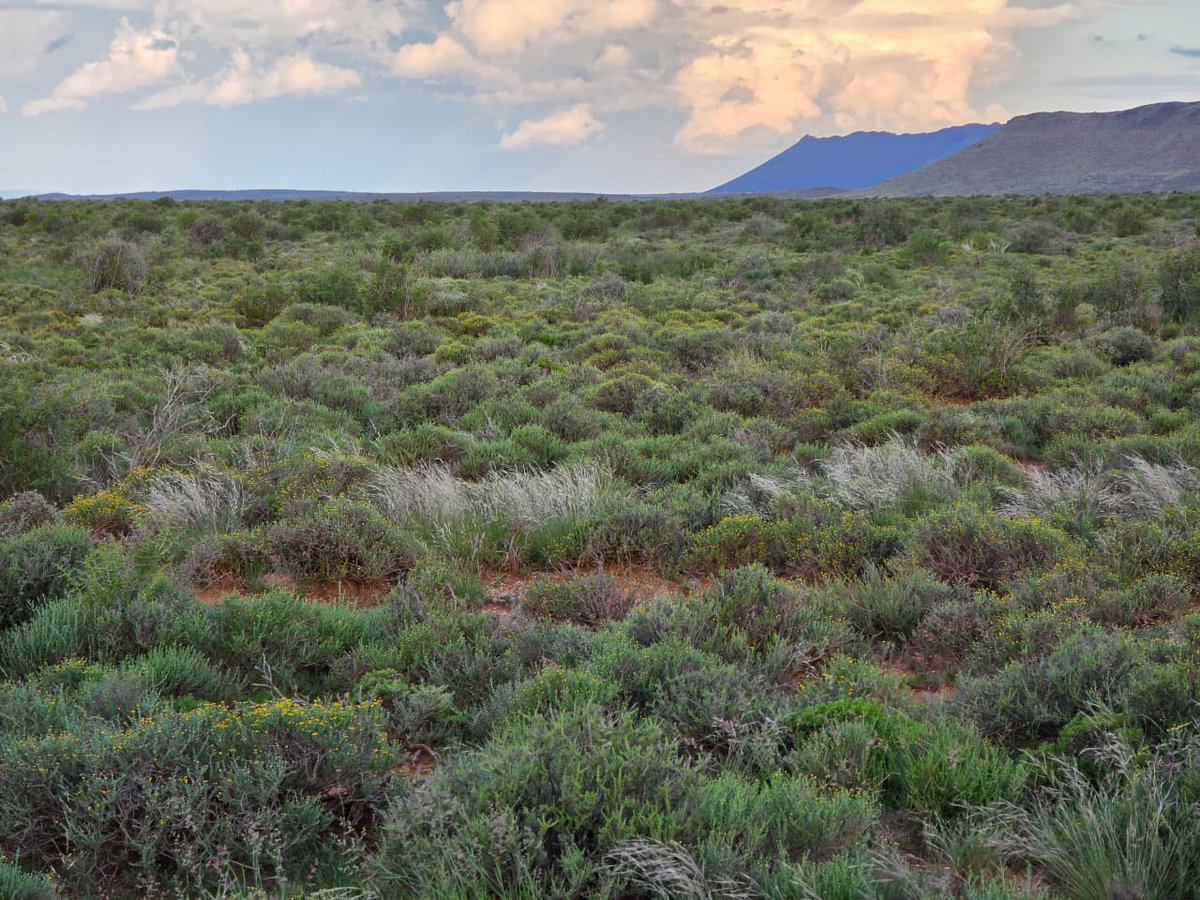 Wandile Sihlobo tweet media