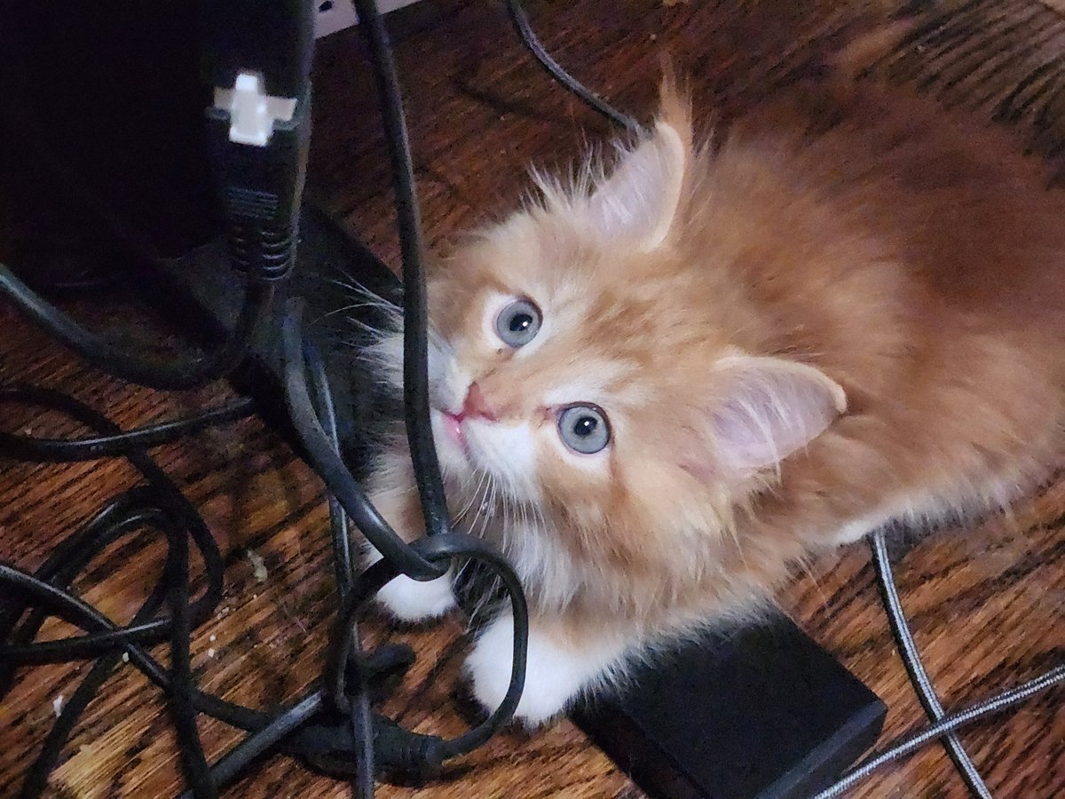 d20Davalian's tweet photo. @RQmaddiee Day late and many dollars short, but I hope you're doing better today. It's rough out there but we're all getting through together. Even strangers. Kitten for smiles. Cozmo says hi. https://t.co/BY8uiV8dLA