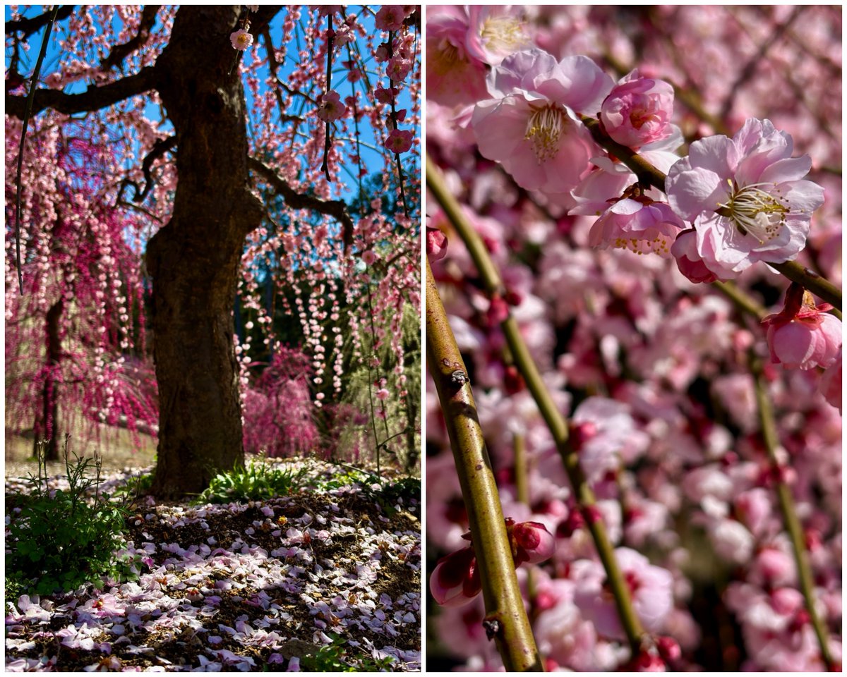 しだれ梅

三室戸寺/ 京都府宇治市 

素敵な1日をお過ごし下さいませ✨ 

📷 2025/3