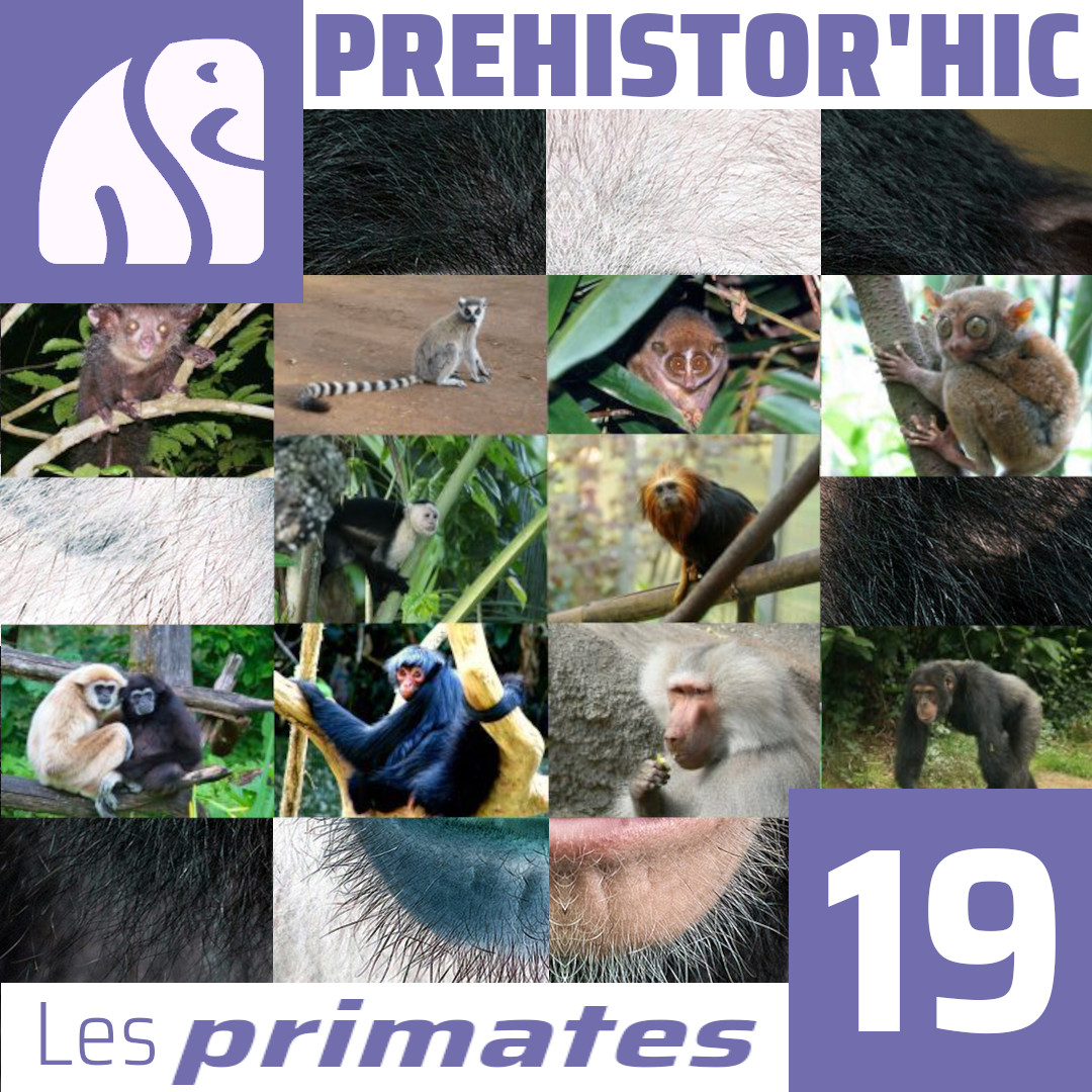 Les primates sont un groupe fascinant de mammifères qui peuplent notre planète depuis des millions d’années.
Dans cet épisode, nous plongeons dans l’histoire de ces créatures extraordinaires :
Qu’est-ce qu’un primate ?🎙️
podcloud.fr/podcast/prehis…