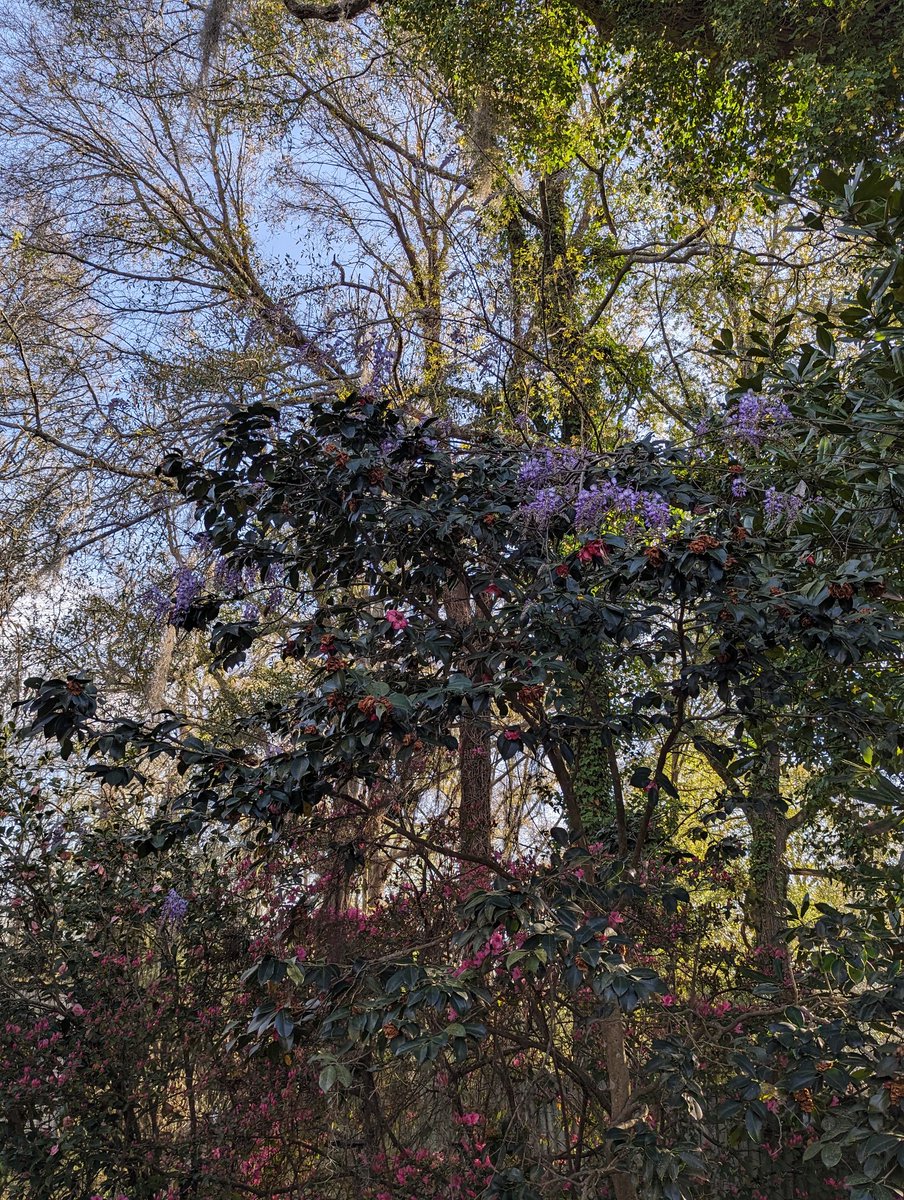 JESnowden's tweet photo. The flowers are out in our yard, including our first ever spattering of wisteria!
#livejournal https://t.co/wg6zl608ds