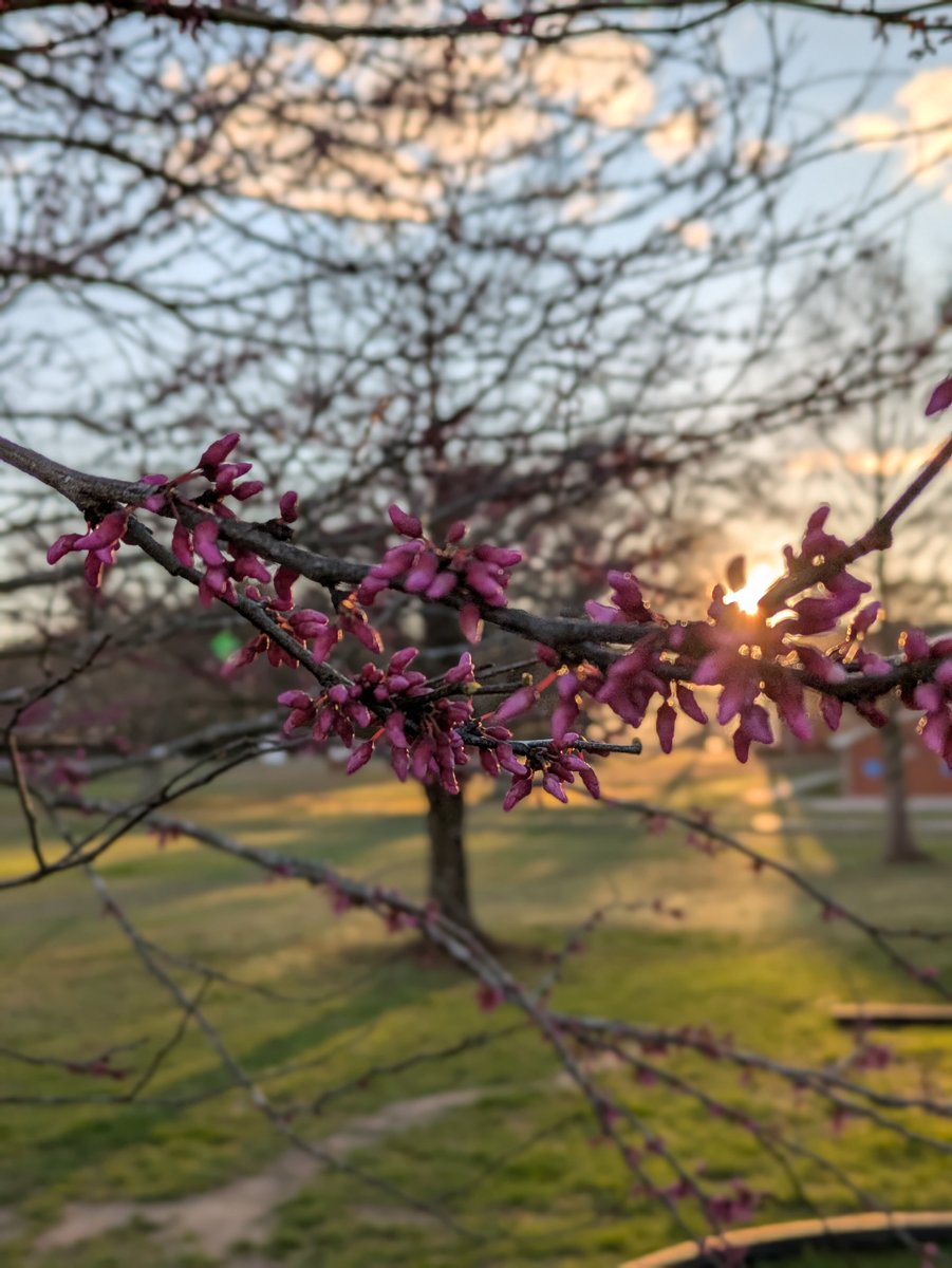 Natdavewilliams's tweet image. Red bud blooms in Spring are my favorite.