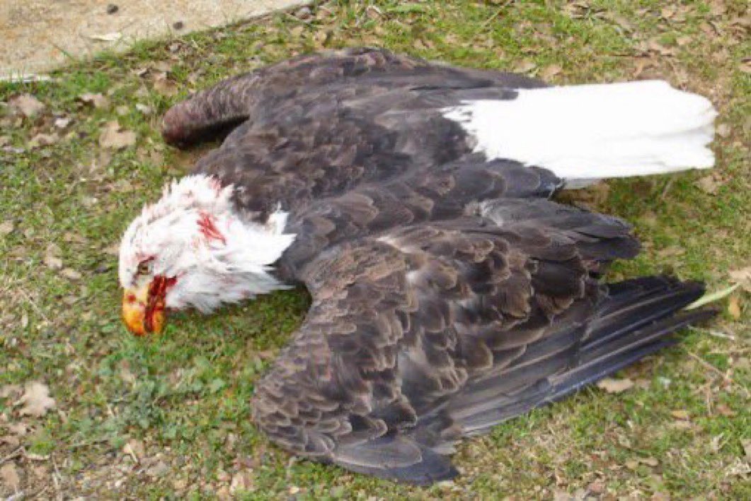 AlaskanRants's tweet photo. 🍃Green Delusion Why Renewables Won’t Save Us (and Might Wreck Us Instead)

I know you’re used to it, but you shouldn’t be. 🌄Let’s picture this a majestic bald eagle soaring over the American heartland, only to get diced mid-flight by a whirring wind turbine blade.Or a shimmering solar farm in the desert, frying birds into crispy oblivion while bulldozing a habitat that took millennia to form.��☠️🪦

This is the clean energy future we’re sold as a cheap, green, inevitable. Except it’s none of those things. It’s a fantasy propped up by delusion, greenwashing, and a collective refusal to face the ugly truth.🤔

💯Renewables aren’t saving the PLANET

they’re trashing 🗑️ it in ways the eco-crusaders won’t admit, and they’re dragging our economy down with it. 

Let’s start with the BIG LIE….. ❓
Wind and solar are efficient. Efficient? Wind turbines churn out power at a pathetic 35% capacity factor, meaning they’re idle or useless two-thirds of the time, according to the EIA. Solar’s no better, it’s a ghost town when the sun’s not shining. Compare that to coal or hydro, humming along at 90%+.🪫

🔋Oh, but we’ll just slap some batteries on it, right? Sure, if you’ve got a spare trillion bucks and don’t mind strip-mining half the planet for lithium and cobalt. The grid doesn’t run on hopes and dreams, it needs juice, steady and reliable, not this weather-dependent crapshoot. We’ve got stable energy staring us in the face, hydro, clean coal, natural gas yet we’re betting it all on tech that can’t even show up half the time.

Total Genius.😂🤣😂

And don’t get me started on the environmental carnage. Wind farms are bird blenders 500,000 feathered corpses a year in the U.S., per the American Bird Conservancy, including endangered icons we’re supposed to protect. Solar’s just as brutal; those concentrated plants turn migrating flocks into barbecue. 

Then there’s the land grab, sprawling turbine forests and panel seas chewing up ecosystems and biodiversity hotspots, as Nature pointed out in 2023. Green? laughable at best. They want a renewable grid by 2040? 

The IEA says we need 40 times more lithium and 20 times more cobalt. That’s not a plan, that’s a mining apocalypse. Congo’s human shovel  child-labor cobalt pits and China’s rare-earth chokehold aren’t sustainable, they’re a dirty, exploitative mess coal and hydro don’t even touch. So much for saving the planet. 

📈Economically, it’s a scam dressed up as progress. Renewables look cheap because Uncle Sam’s tossing $15 billion a year in subsidies their way thanks, CBO. 💰Peel back the handouts, and the kilowatt-hour cost spikes. Then there’s the grid itself, BloombergNEF’s $2 trillion global energy-transition estimate is pocket change compared to what it’ll take to rewire America for this intermittent nonsense. 

Who’s footing the bill?
    ✅You, through sky-high rates or taxes. 

And for what? 
      ✅So factories can flicker out, jobs can dry up, and we can import more junk from coal-chugging China? 

That’s not a transition… that’s a surrender. 🏳️
Stable energy built this country renewables could break it. 

The net-zero crowd’s the worst, they’re gaslighting us into oblivion. Corporations and green influencers peddle this moral crusade like it’s gospel, but the math’s a joke. Even the IPCC admits full renewable reliance needs tech we don’t have and won’t anytime soon. Meanwhile, we’re ditching real solutions, clean coal, advanced hydrocarbons research hydro and nuclear research. Why pour cash into,because they don’t fit the sexy startup vibe, when you can chase a wind-and-solar unicorn that’ll never show? 

🔮The future isn’t a horizon dotted with turbines, it’s a grid that doesn’t blink, a landscape that’s not a graveyard, and an economy that doesn’t bow to fairy tales. Clean energy’s a noble fight, but renewables are the wrong weapon. Time to ditch the delusion and get real, before the lights go out and the birds stop flying. 🇺🇸💪