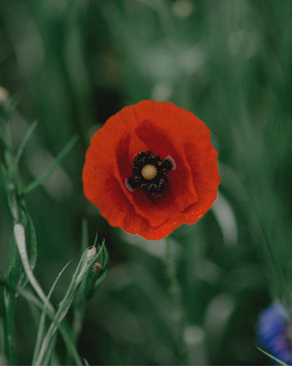 🪻✨ Wildflower season is officially in bloom! Take this as your sign to grab your camera and head outside.

Photos by 📸: Amanda Shaffer

#Spring #NaturePhotography #Wildflowers
