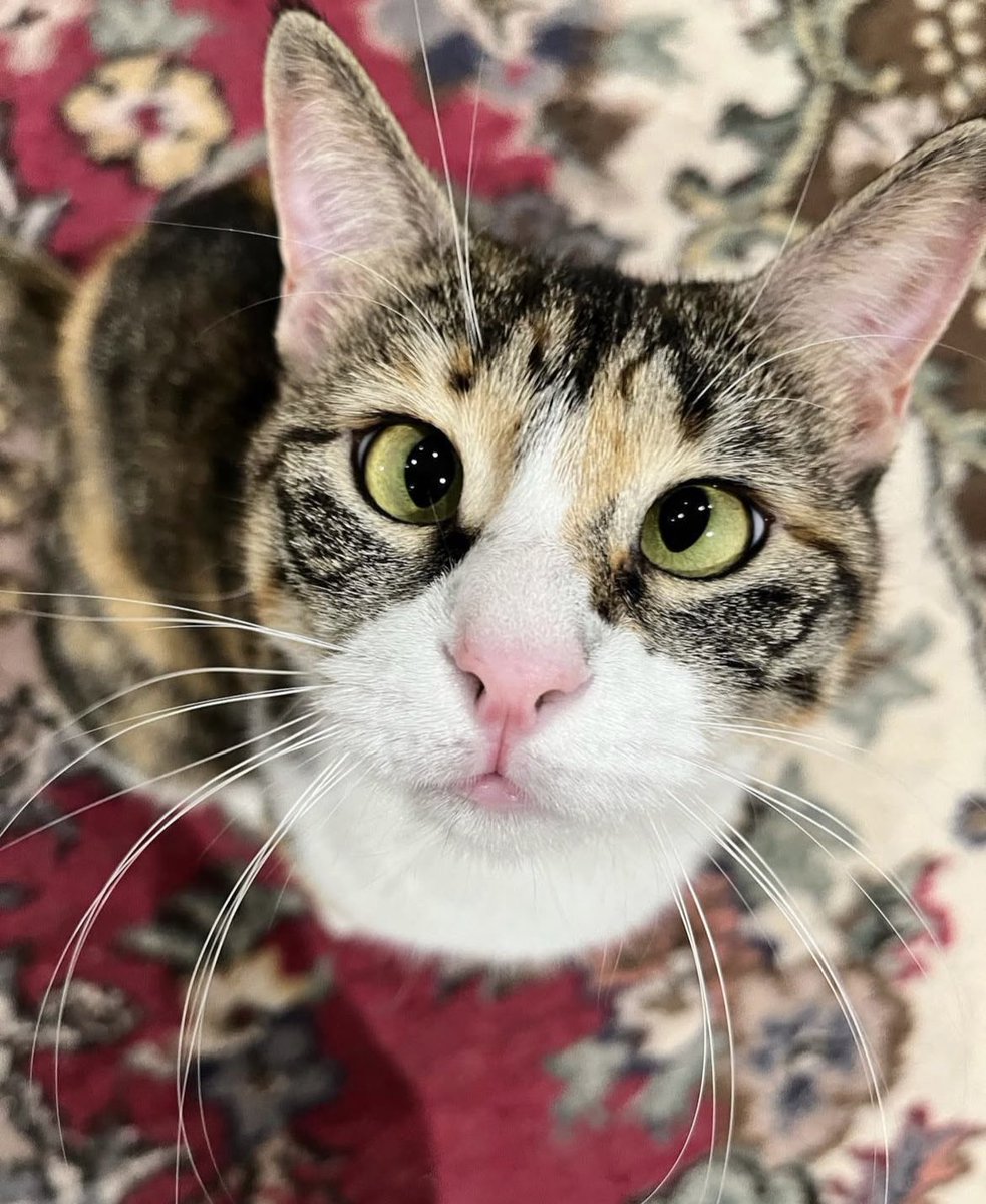 handisgo's tweet image. şaşu kedyyyy