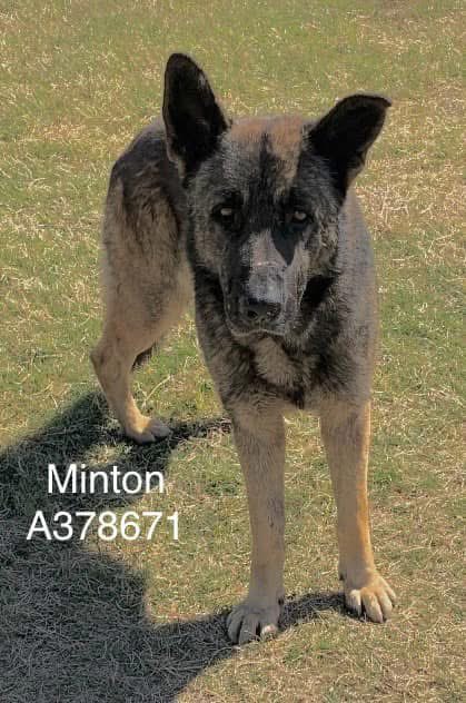 LisaBrabson's tweet photo. This handsome guy is MINTON #A378671 5yo,
#BelgianMalinois mix,just look at his intelligent face, golden eyes,plush hair, gorgeous!
He is a laid back sweetheart,well mannered,easy going, affectionate.
PLZ #ADOPT #FOSTER OR #PLEDGE TO ATTRACT A RESCUE 🛟 #CorpusChristi https://t.co/vd1Sytvrem