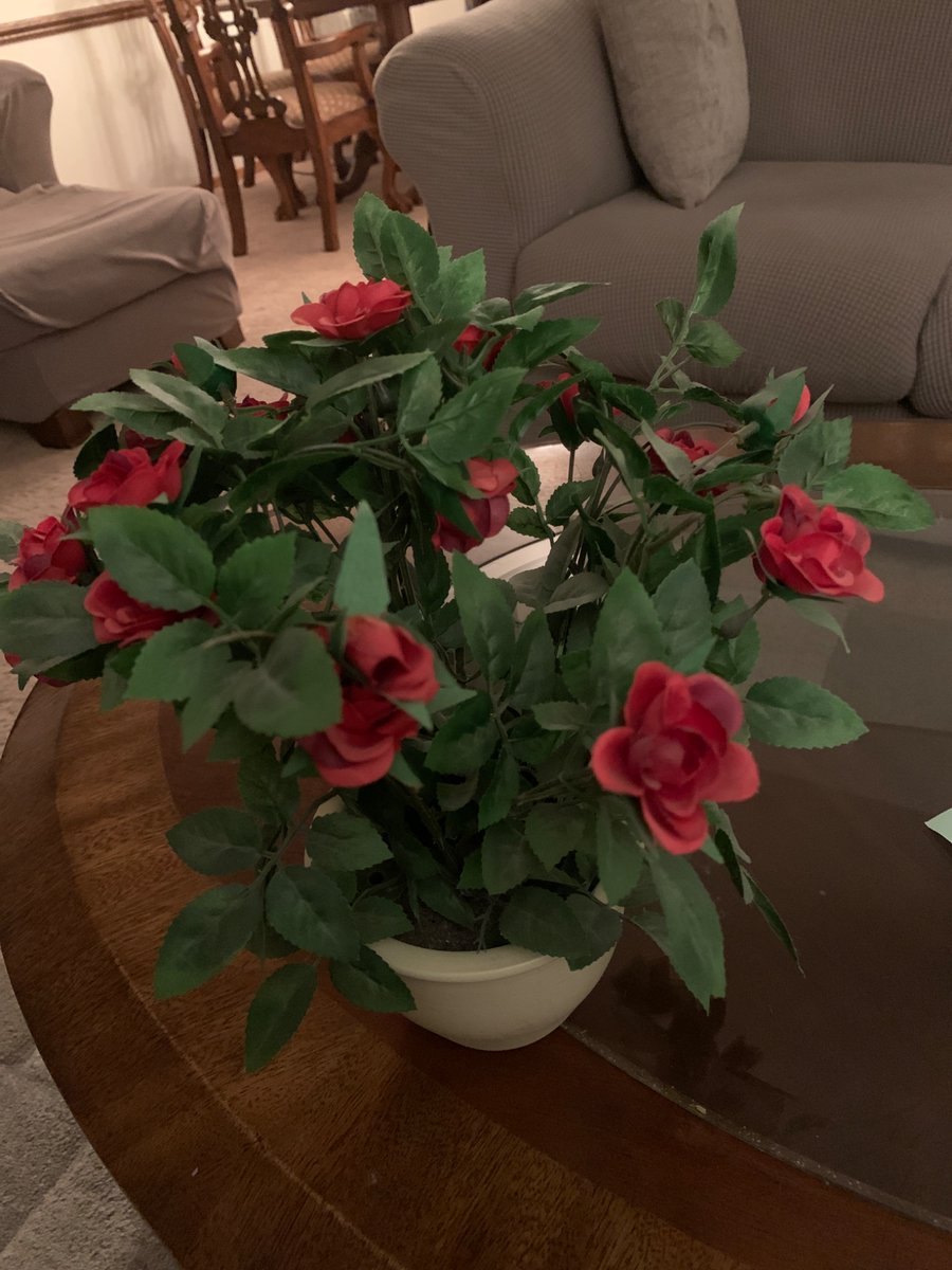 Ameen_A211's tweet photo. This plant needs the correct soil and ph levels in order to grow. The plant also needs sunlight and water which naturally occur out doors. #apesland @franklinlorax https://t.co/jobloBEvM6