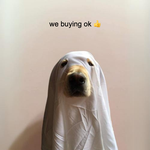 definitely a cat tweet media